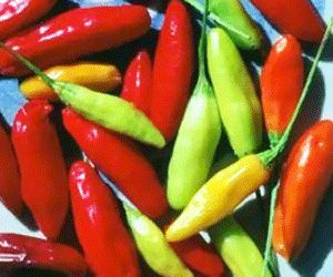 Chili - Tabasco