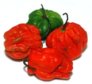 Chili - Scotch Bonnet
