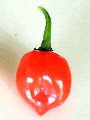 Chili - Habanero