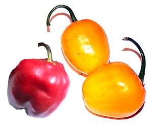 Chili - Rocoto