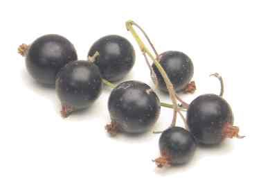 Black currants
