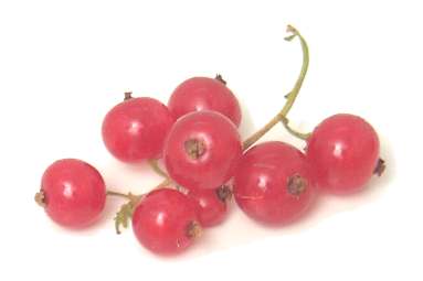 Currant