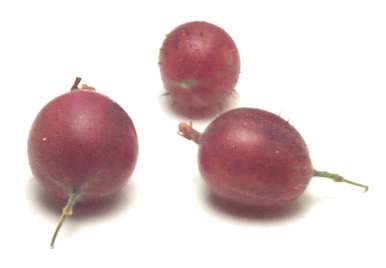 SWEET GOOSEBERRY