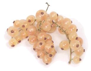 White currant