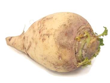 Rutabaga