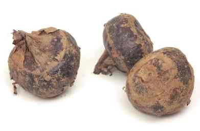 Water chestnut