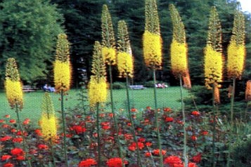 EREMURUS<br /><span>Desert Candle</span>