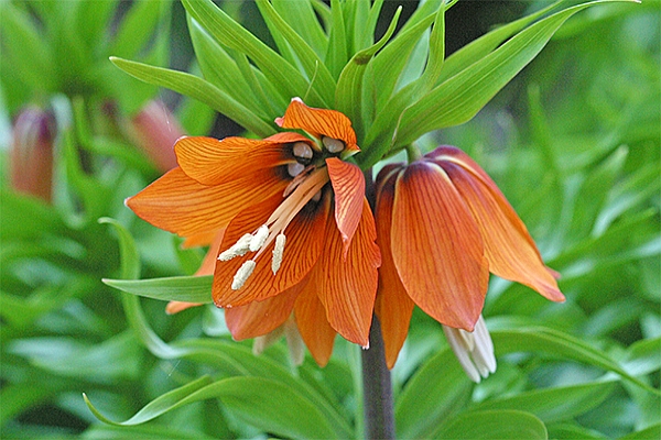 FRITILLARIA<br /><span>Persian Bells</span>
