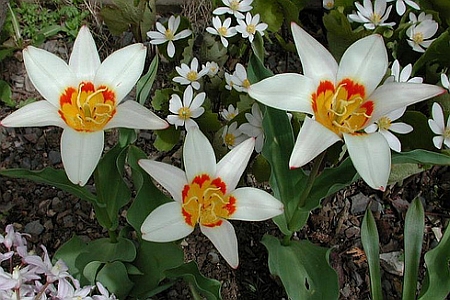 TULIPA<br /><span>Kaufmanniana Tulips</span>