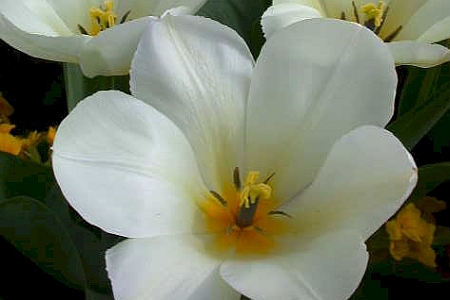 TULIPA<br /><span>Fosteriana Tulips</span>