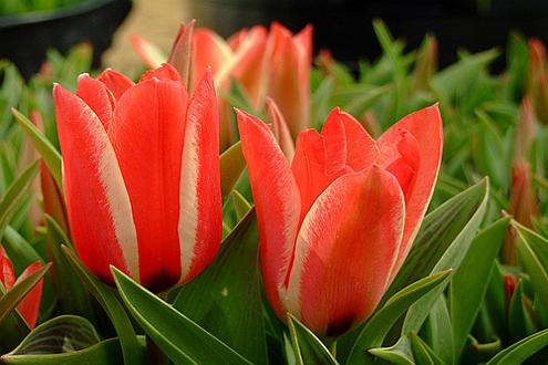 TULIPA<br /><span>Greigii Tulips</span>