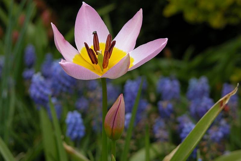 TULIPA<br /><span>Botanical Tulips And Other</span>