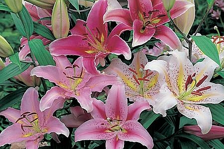LILIUM<br /><span>Oriental Liliums</span>