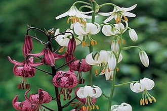 LILIUM<br /><span>Lilium Species</span>