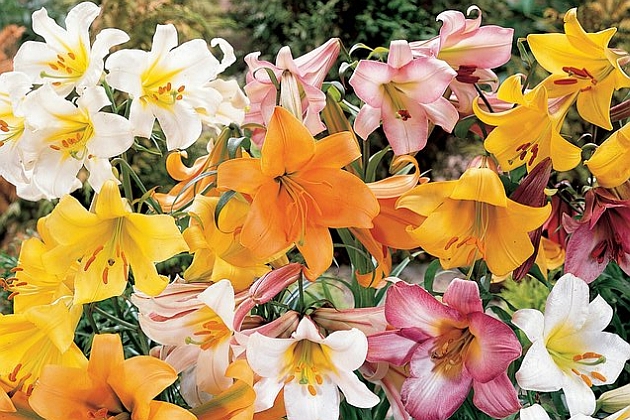 LILIUM<br /><span>Trumpet Liliums</span>