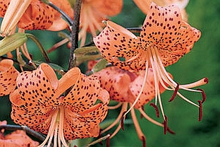 LILIUM<br /><span>Turk`s Cap Liliums</span>