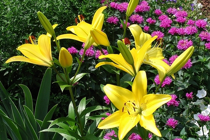 LILIUM<br /><span>Longiflorum-Asiatic Liliums</span>