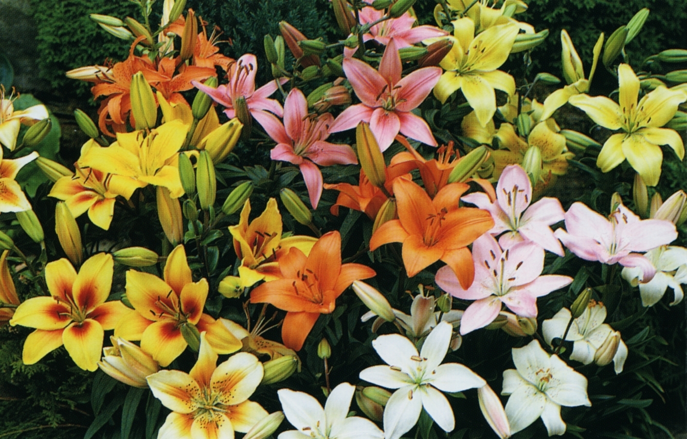LILIUM<br /><span>Asiatic Liliums</span>