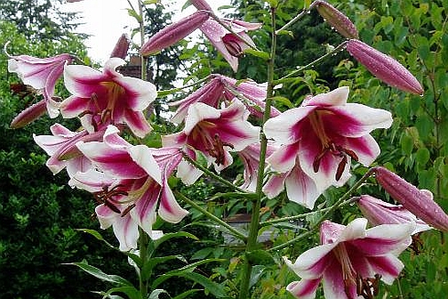 LILIUM<br /><span>Orienpet Liliums</span>