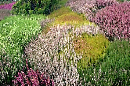 CALLUNA
