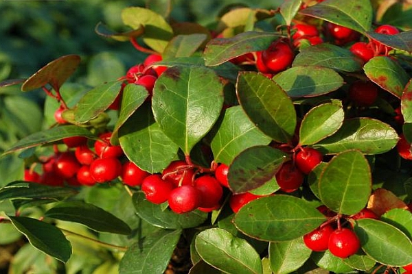 GAULNETTYA, GAULTHERIA