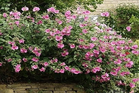 LAVATERA<br /><span>Tree Mallow</span>