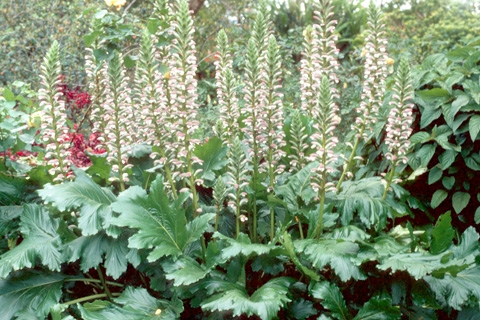 ACANTHUS