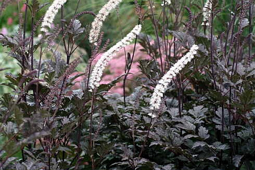 ACTAEA