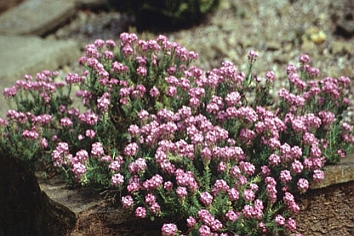 AETHIONEMA<br /><span>Stone Cress</span>