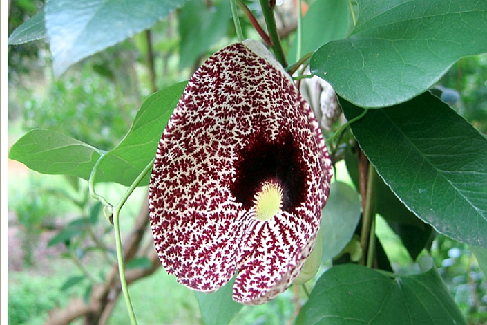 ARISTOLOCHIA<br /><span>Mărul Lupului</span>
