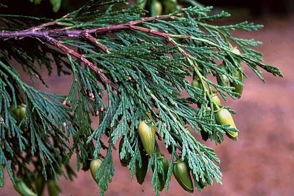 CALOCEDRUS