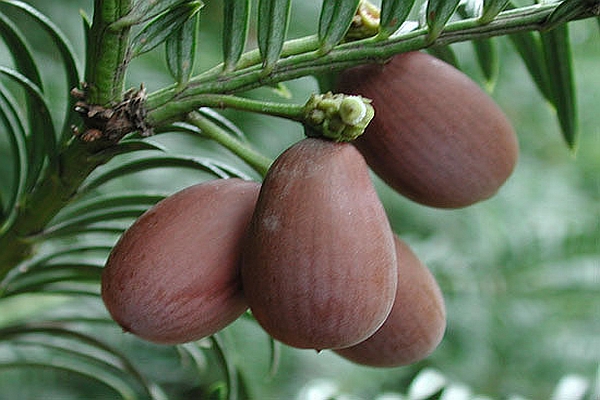 CEPHALOTAXUS