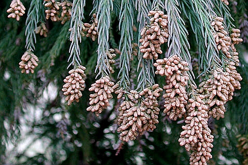 CRYPTOMERIA