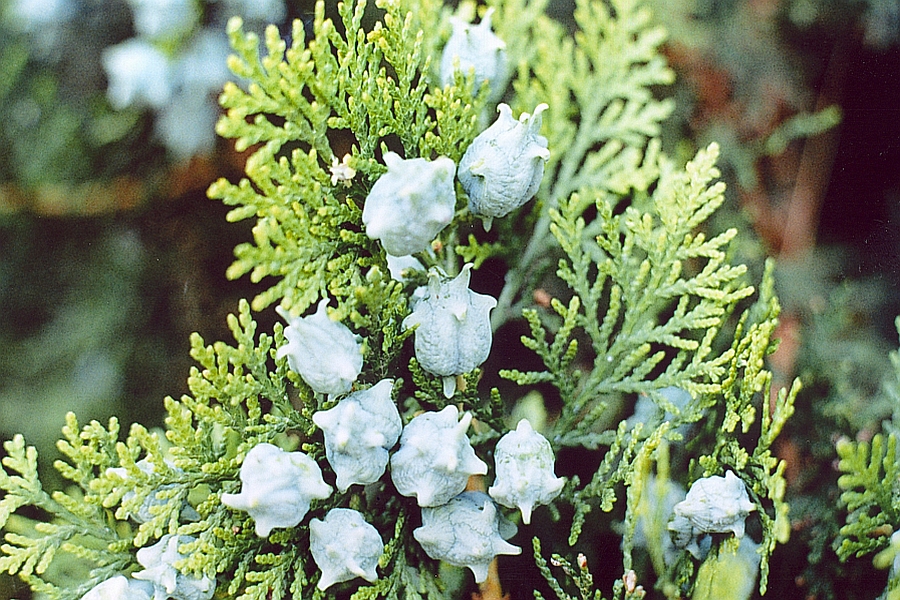 PLATYCLADUS