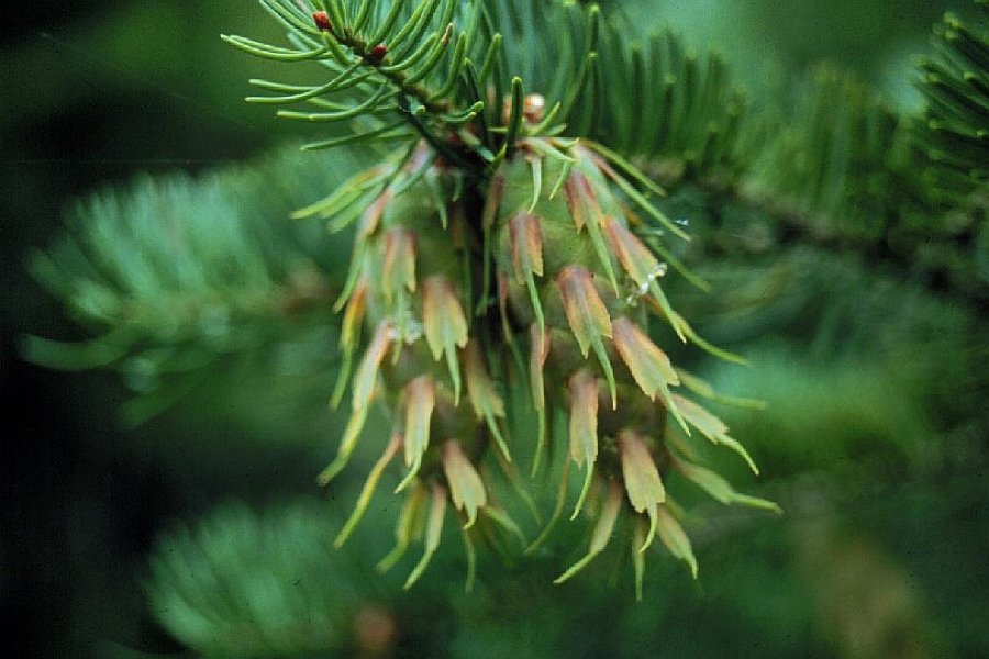 PSEUDOTSUGA