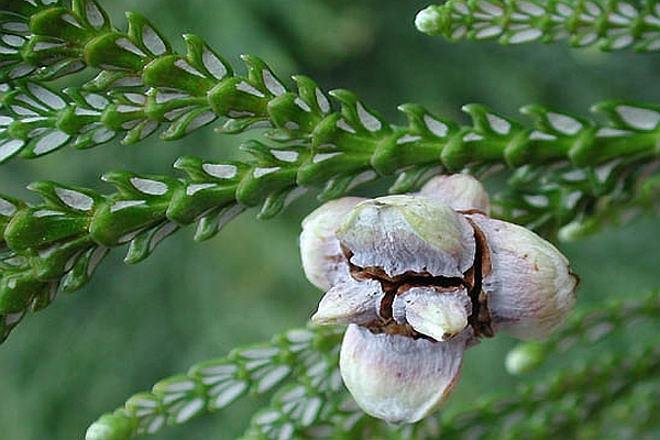THUJOPSIS