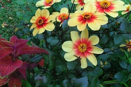 DAHLIA<br /><span>Simple Flowering Dahlias</span>