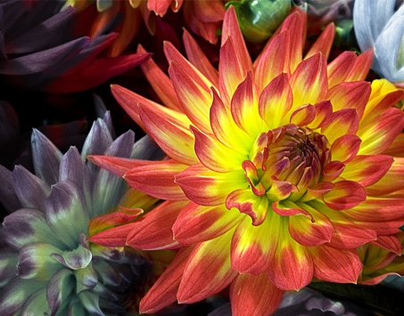 DAHLIA<br /><span>Semi-Cactus Dahlias</span>