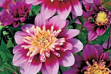 DAHLIA<br /><span>Anemone Flowering Dahlias</span>