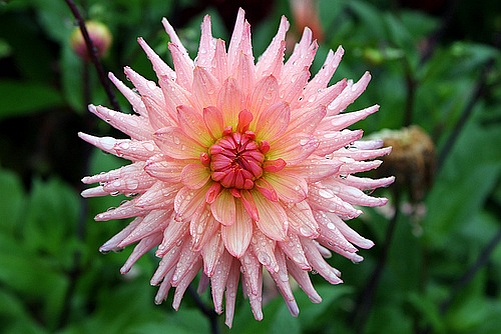 Cactus Dahlias