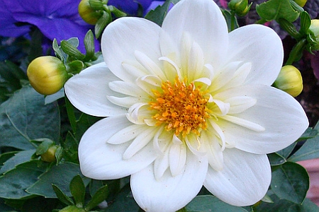 DAHLIA<br /><span>Collerette Dahlias</span>