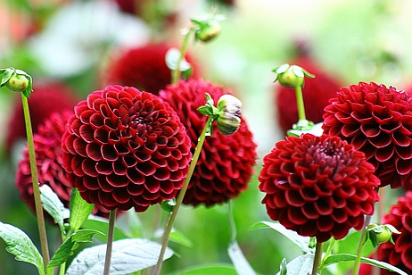 DAHLIA<br /><span>Pompon Dahlias</span>