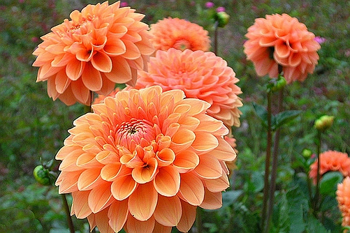 DAHLIA<br /><span>Ball Dahlias</span>
