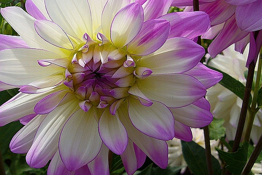Decorative Dahlias