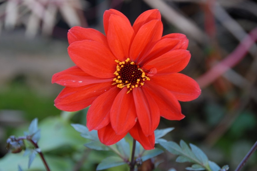 DAHLIA<br /><span>Peony Flowered Dahlias</span>