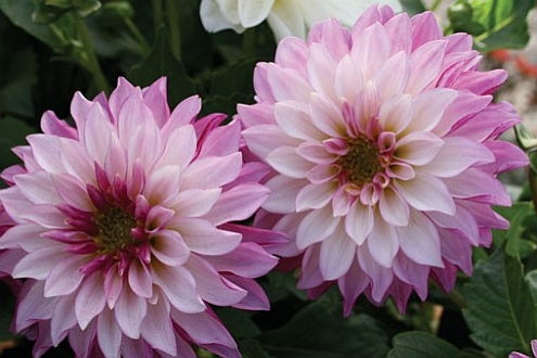 DAHLIA<br /><span>Large-Flowered Decorative Dahlias</span>