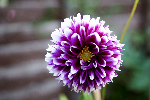 DAHLIA<br /><span>Medium-Flowered Decorative Dahlias</span>