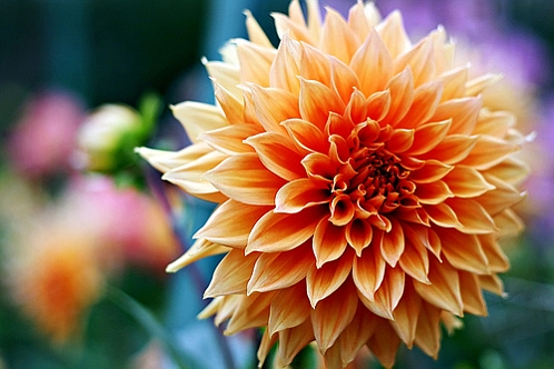 BERBERIS, DAHLIA<br /><span>Giant-Flowered Decorative Dahlias</span>