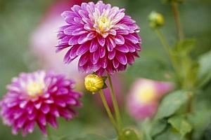 DAHLIA<br /><span>Small-Flowered Decorative Dahlias</span>