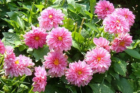 DAHLIA<br /><span>Miniature-Flowered Decorative Dahlias</span>
